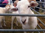 Essex Young Farmers Annual Show – Leica M9 vs iPhone 4   - Your Hometown by Roy Strutt