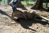 A Day at the Zoo with my Leica M9-P and 50 Summitar f/2