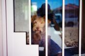 A True Classic - Re-visiting the Leica 50 Summitar Lens