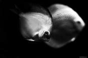 The Olympus 45 1.8 Micro 4/3 Lens Review by Steve Huff