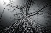 "Tall Timber" - M9/WATE image