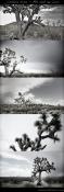 A Filmstrip - Leica M9 and 35 Summilux - "Joshua Tree'