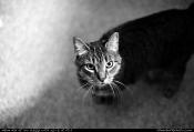 Can a Leica M9 keep up with a Nikon D3s in low light? Just for fun...